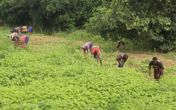Article : L’Etat des lieux de la dégradation des terres en Côte d’Ivoire