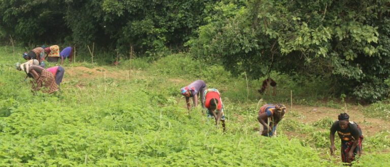 Article : L’Etat des lieux de la dégradation des terres en Côte d’Ivoire