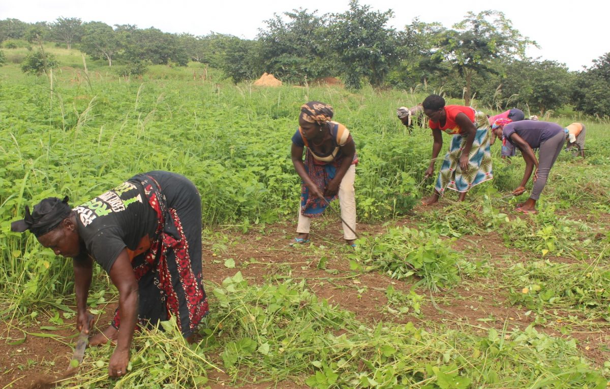 Article : Entrepreneuriat en milieu rural : investir dans les cultures industrielles à partir des revenus des cultures de courte saison