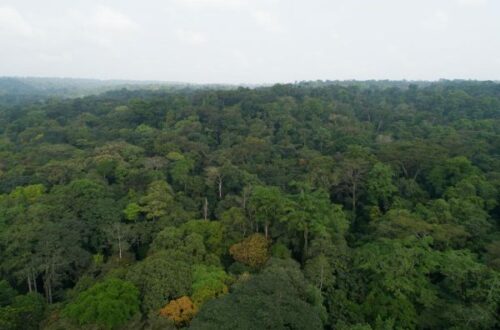 Article : La Côte d’Ivoire devient une plaque tournante pour la gouvernance environnementale mondiale